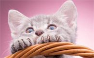 小猫喉咙发出嗡嗡嗡像马达的声音