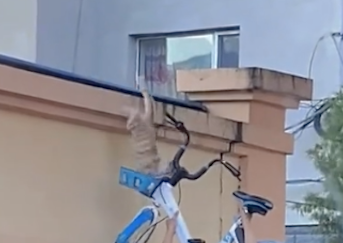 男子看到猫待在围墙上下不来,举起自行车帮助它,猫:真谢谢你 男子看到猫待在围墙上下不来,举起自行车帮助它,猫:真谢谢你