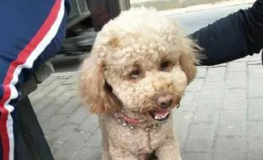 朋友出游带上泰迪,中途车陷进土里了,这才发现,泰迪好中用! 朋友出游带上泰迪,中途车陷进土里了,这才发现,泰迪好中用!