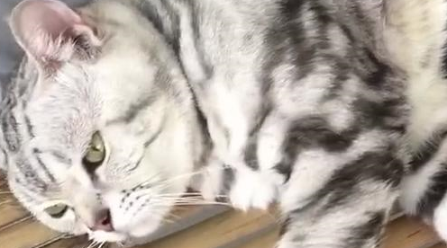 猫躺在床上被当作手机支架,猫:没看见我满脸写着“高兴”吗 猫躺在床上被当作手机支架,猫:没看见我满脸写着“高兴”吗