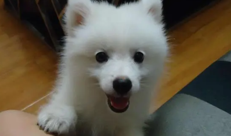 银狐犬一天喂几次