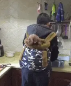 曾经不喜欢狗的老爸，如今做饭都要背着小泰迪，把它当孙子疼 