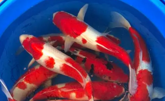 锦鲤多久喂一次