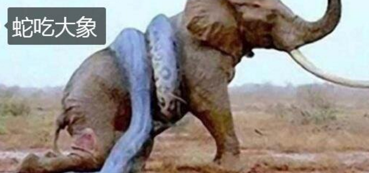 蛇吞象的前一句是什么 蛇吞象的前一句是什么