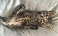 小猫怎么看公的母的
