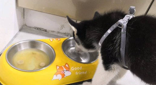 哈士奇把狗粮吃光了，转身就忘，它认为主人没有给吃的