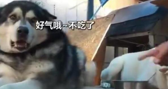 牵着狗狗遛弯,后面传来抓贼声,看着狗狗嘴里的东西,真的太丢人 牵着狗狗遛弯,后面传来抓贼声,看着狗狗嘴里的东西,真的太丢人