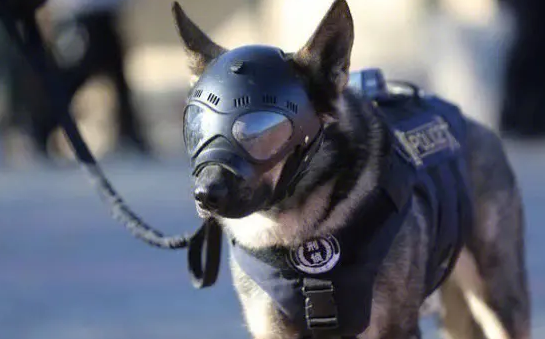 冷知识:警犬也偏科? 冷知识:警犬也偏科?