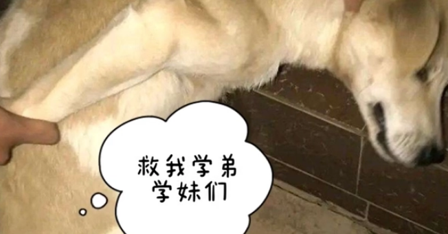 高校流浪狗偷拿外卖,被学生堵在墙角教育,狗:上面又没写你名字 高校流浪狗偷拿外卖,被学生堵在墙角教育,狗:上面又没写你名字