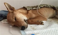小狗拉稀怎么回事