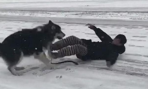 带阿拉斯加出来玩雪,阿拉:进入我的地盘,有你好受的 带阿拉斯加出来玩雪,阿拉:进入我的地盘,有你好受的