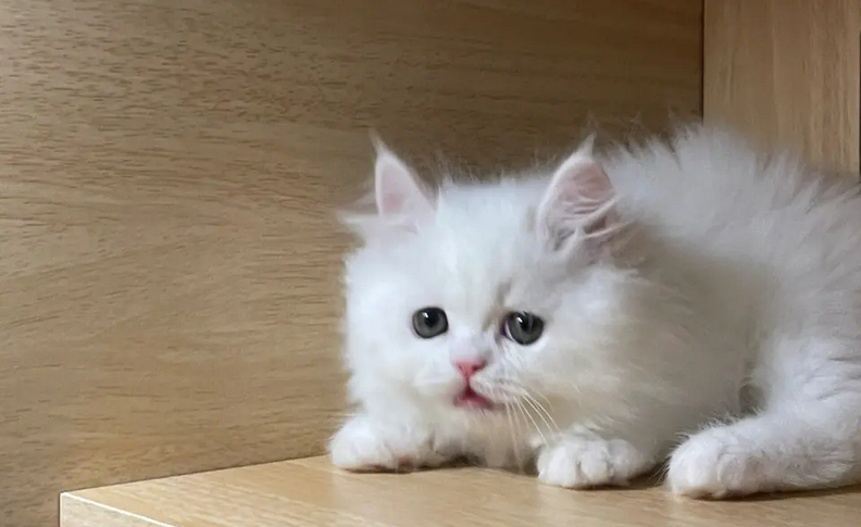 养猫需要准备什么东西