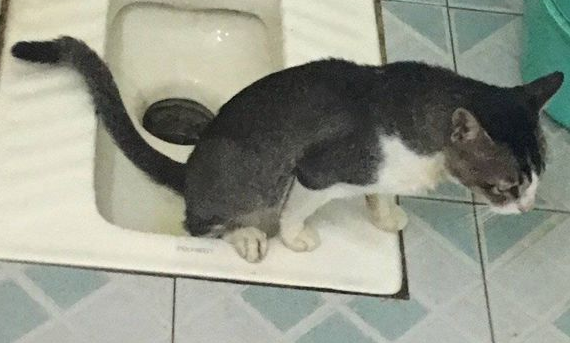 解锁猫咪拉粑粑的奇葩姿势，一个更比一个强 
