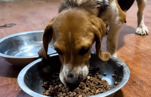 千元买的比格犬却沦为烂脖子交易品,狗主:想养狗就买,不养就卖 千元买的比格犬却沦为烂脖子交易品,狗主:想养狗就买,不养就卖