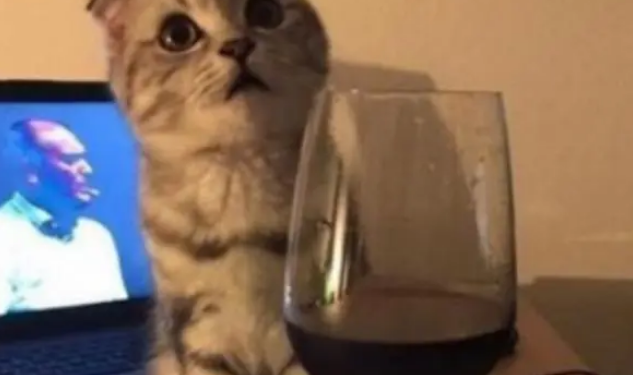 猫咪偷偷闻了红酒后，立马上头，模样异常可爱特别呆萌
