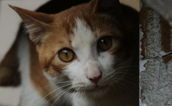 寒冬里宠物猫“离家出走”,冬天是流浪猫们最难熬的季节 寒冬里宠物猫“离家出走”,冬天是流浪猫们最难熬的季节