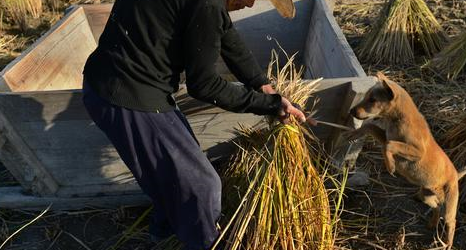 山洞捡“怪狗”,咬死2头野猪,和群狼搏斗,5万不卖,凭啥 山洞捡“怪狗”,咬死2头野猪,和群狼搏斗,5万不卖,凭啥