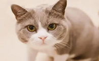 月黑风高的夜晚女孩猫垃圾桶动图