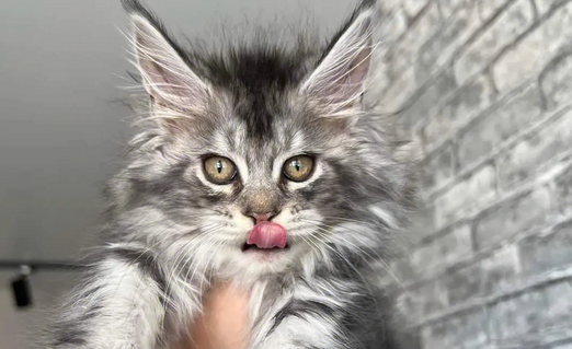 十大名贵猫排名 十大名贵猫排名