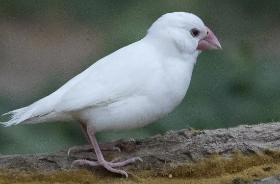 一只白文鸟多少元