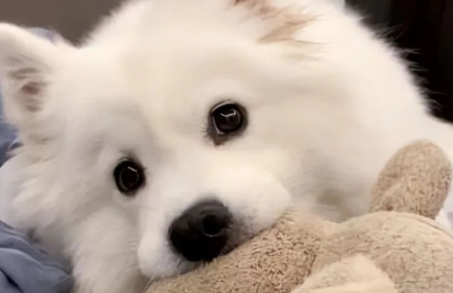 不管它们长得多乖,都劝你别养,这5种狗是公认的白眼狼 不管它们长得多乖,都劝你别养,这5种狗是公认的白眼狼