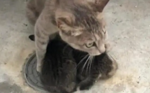 猫咪被从水中救起后,对小猫举动让人泪奔,铲屎官直呼:母爱伟大 猫咪被从水中救起后,对小猫举动让人泪奔,铲屎官直呼:母爱伟大