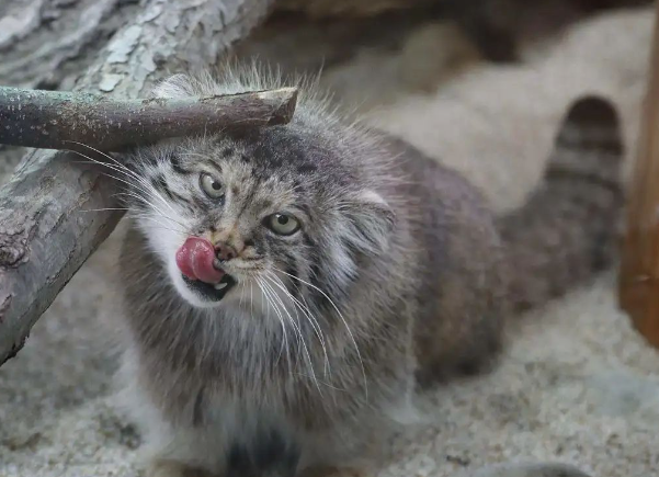 “猫中鳌拜”火了！装死第一名，还是个暴脾气，网友：脸好臭，但我好喜欢...