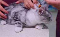 小猫几个月可以打疫苗