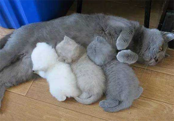 一个妈生出来的猫能配吗 一个妈生出来的猫能配吗