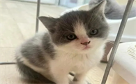 蓝白英短猫好养吗