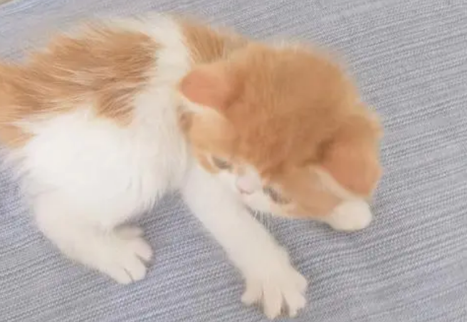 幼猫是几个月到几个月 幼猫是几个月到几个月