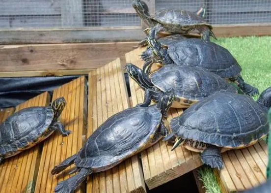 乌龟死后家里老人得癌症 乌龟死后家里老人得癌症