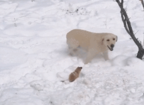 180猛男见狗狗叼出黄大仙,吓到结巴:臭狗子你粗来!我...我打洗你! 180猛男见狗狗叼出黄大仙,吓到结巴:臭狗子你粗来!我...我打洗你!