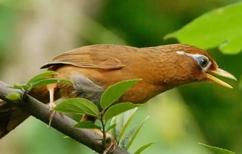 母画眉鸟又扇翅膀又叫也可能是提醒同伴有危险,当画眉鸟受到惊吓,遇到