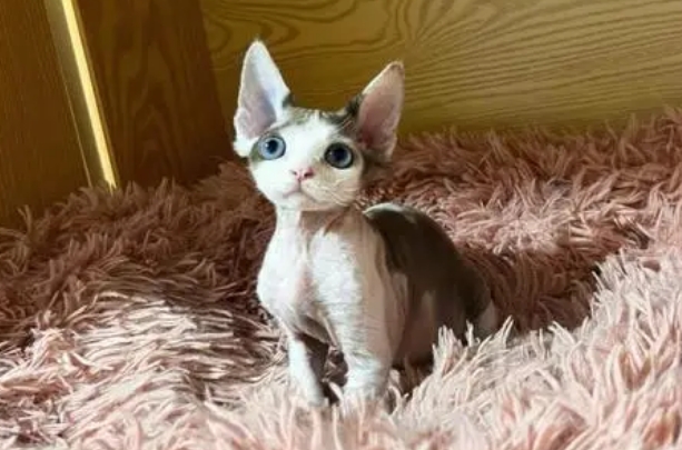 德文卷毛猫多少钱一只