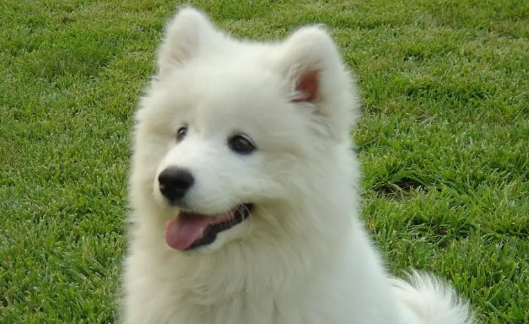 萨摩耶犬的优缺点 萨摩耶犬的优缺点
