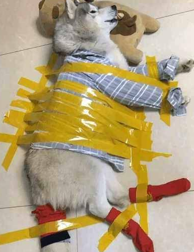 哈士奇拆家不听话,主人脑洞大开,用胶带把二哈粘在了地板上… 哈士奇拆家不听话,主人脑洞大开,用胶带把二哈粘在了地板上…