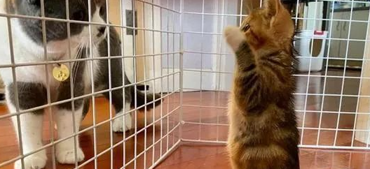 铲屎官担心小猫被欺负,没成想初见面它就礼数周全:先巴结大佬 铲屎官担心小猫被欺负,没成想初见面它就礼数周全:先巴结大佬
