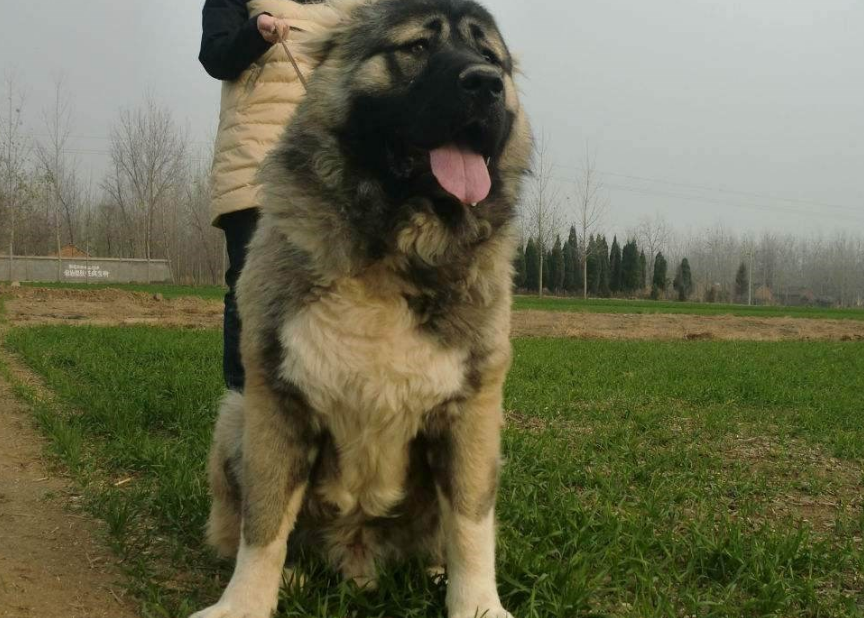 高加索犬喂养 给它最合适的饮食管理 高加索犬喂养 给它最合适的饮食管理