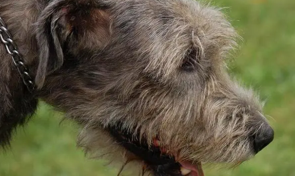 爱尔兰猎狼犬的养护常识：皮毛眼耳都要关注