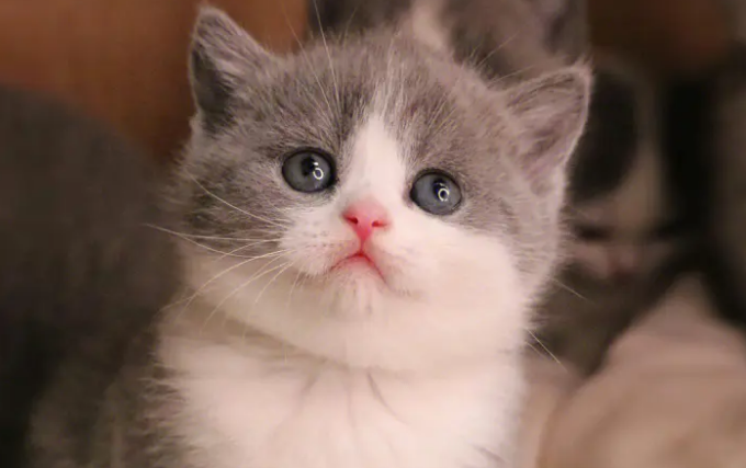 你知道吗?“英国短毛猫”有这几种。 你知道吗?“英国短毛猫”有这几种。
