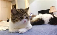 养猫怎么去除家里的味道