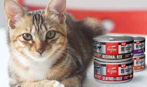猫罐头哪个品牌的比较好?原始猎食渴望猫罐头系列给你答案 猫罐头哪个品牌的比较好?原始猎食渴望猫罐头系列给你答案