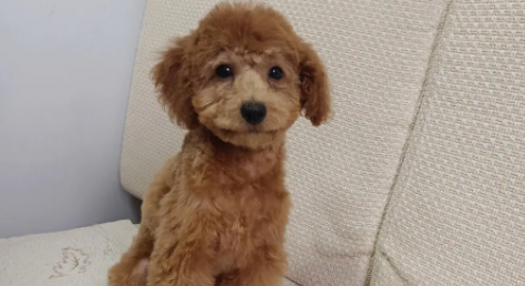 泰迪一般生几只 泰迪一般生几只