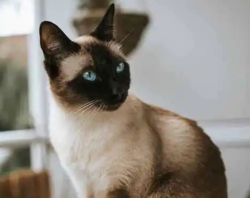 为什么养暹罗猫风险大