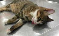 一个蛋的猫绝育多少钱