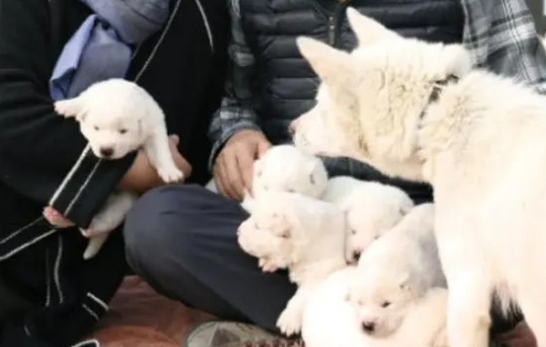 韩国友谊使节“丰山犬”何去何从?弃养风波后至今滞留动物医院 韩国友谊使节“丰山犬”何去何从?弃养风波后至今滞留动物医院