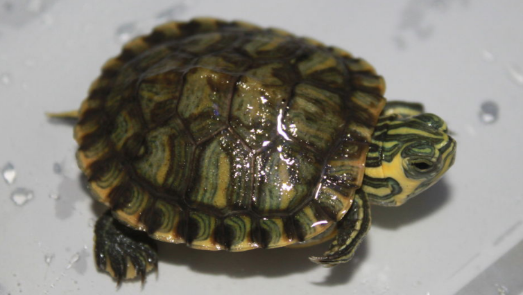 东部甜甜圈龟越长大越丑