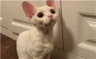 德文卷毛猫一直叫太烦人
