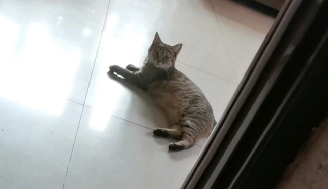 猫咪被困水泥缝隙，哭泣求助，猫：我就睡个觉，谁把口封上了？